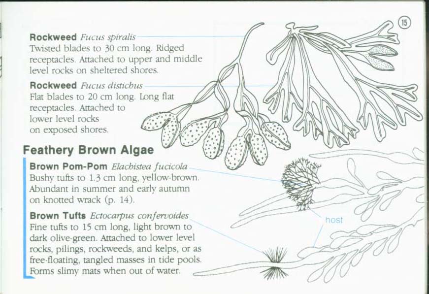 LIFE ON INTERTIDAL ROCKS: a guide to marine life of the rocky North Atlantic coast. nasg5406e